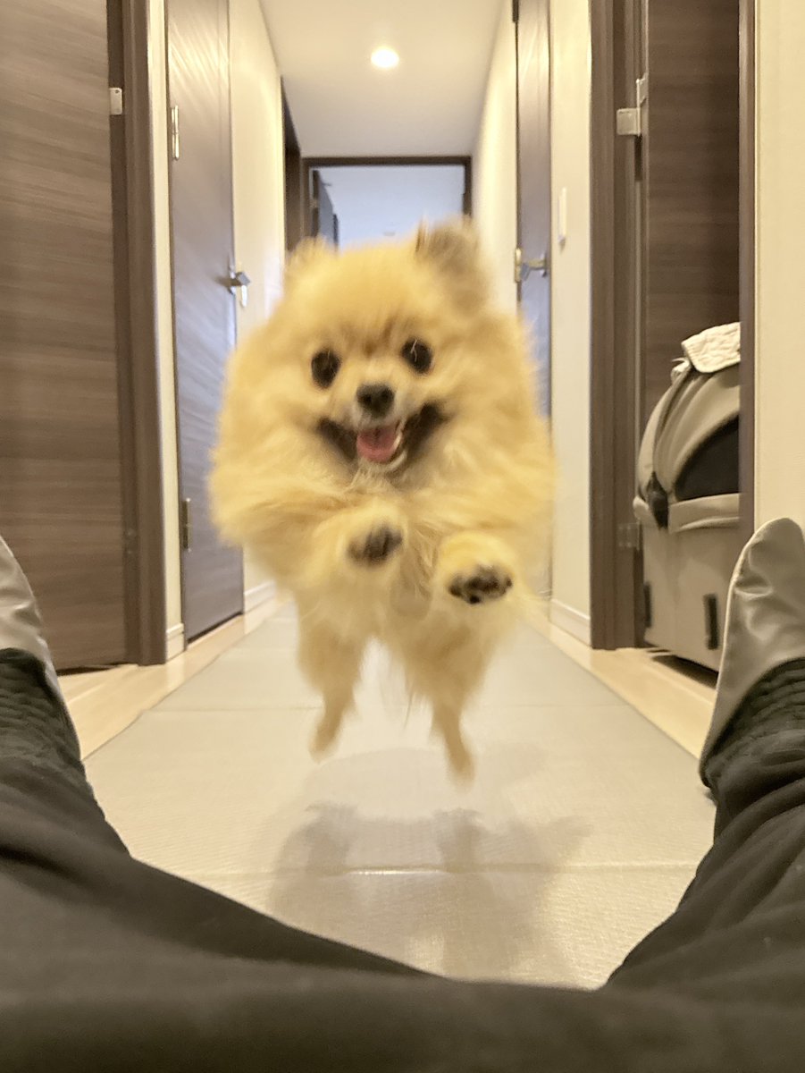 本日の作品 横になると腹に飛び乗ってくるのは なんやかんやで飼い主が