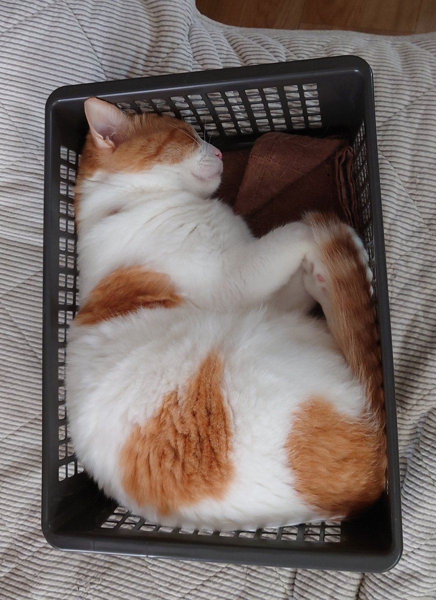 おちゃまる (@ochamarusan0126) / Posts / X