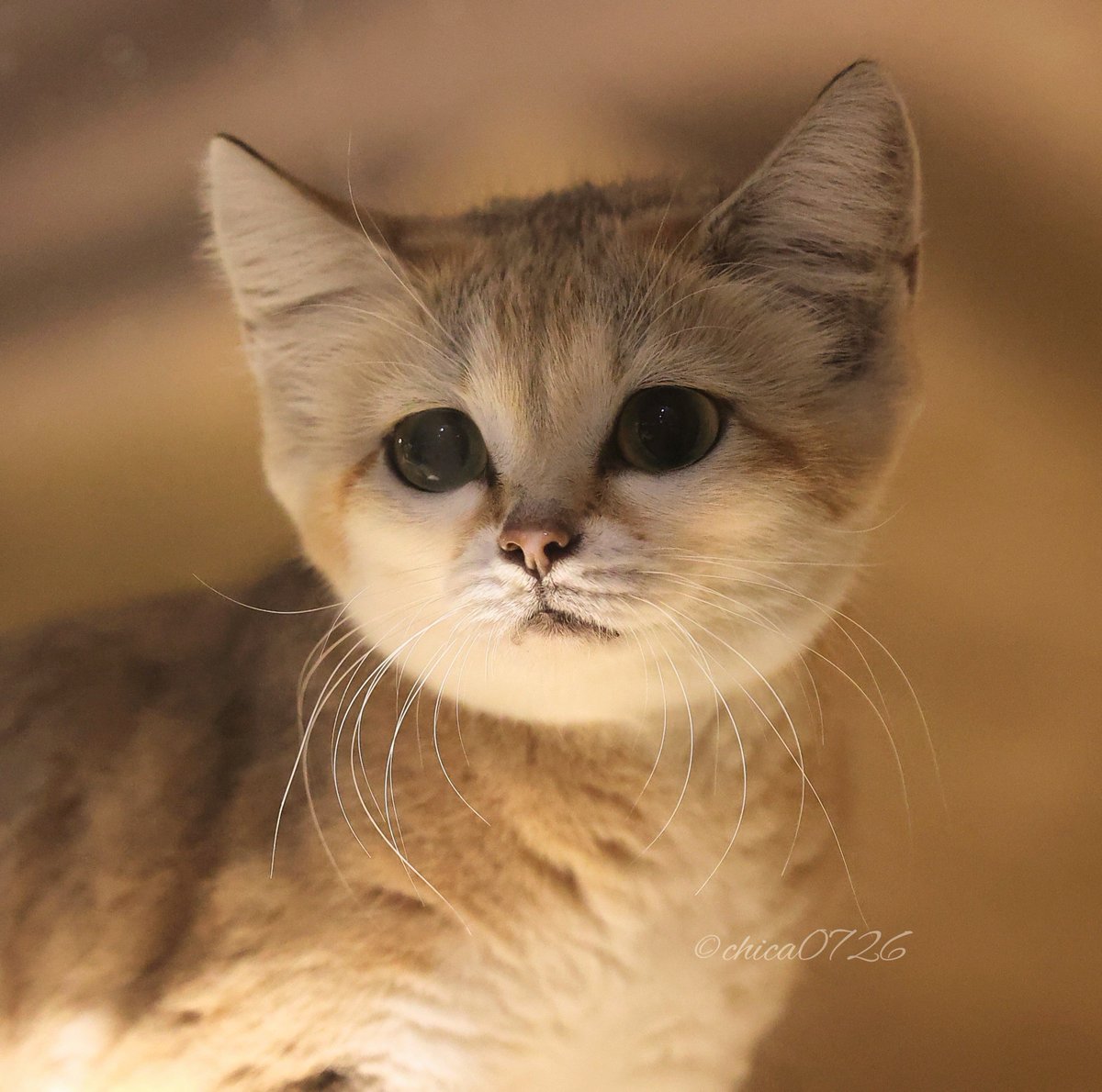 大きなお目々うるうる美少女🥹 #マシュリク #スナネコ #sandcat