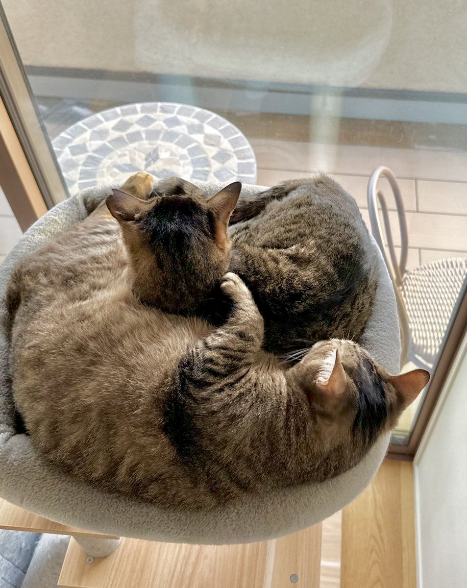 狭いﾀﾜｰでｷﾞｯﾁｷﾞﾁ ｾﾂｺ＆太一 昨日は初めましてのお友達来たんだけど、3