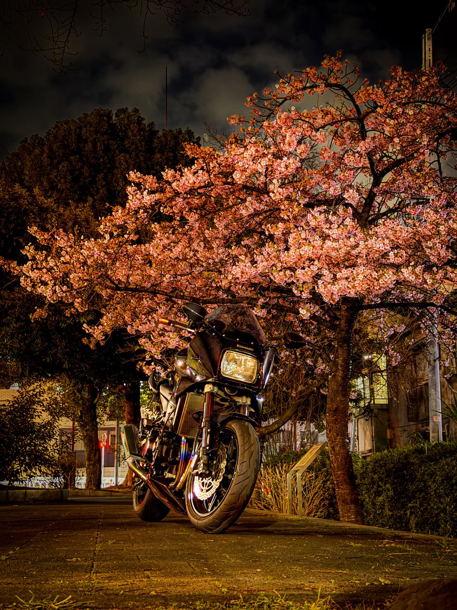 Post by saita． on X: 夜桜🌸