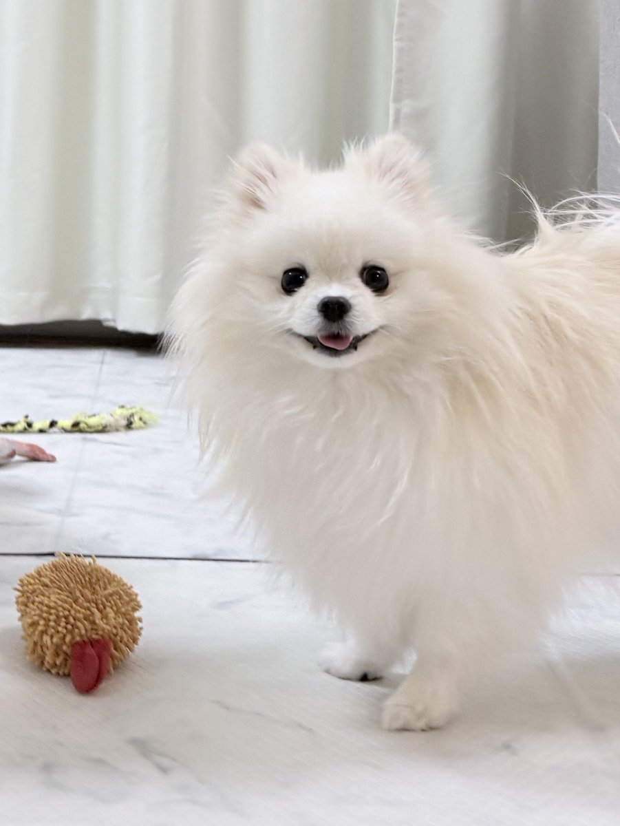 🐻‍❄️へけけ #ポメラニアン