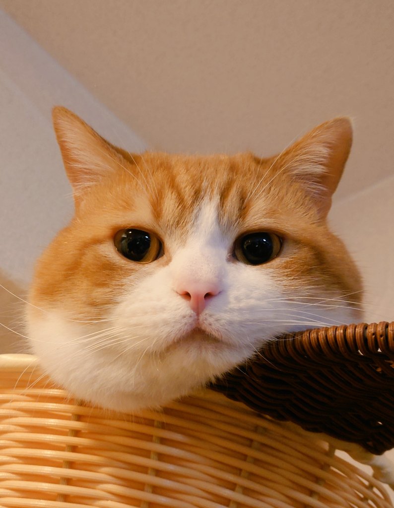 おちゃまる (@ochamarusan0126) / Posts / X