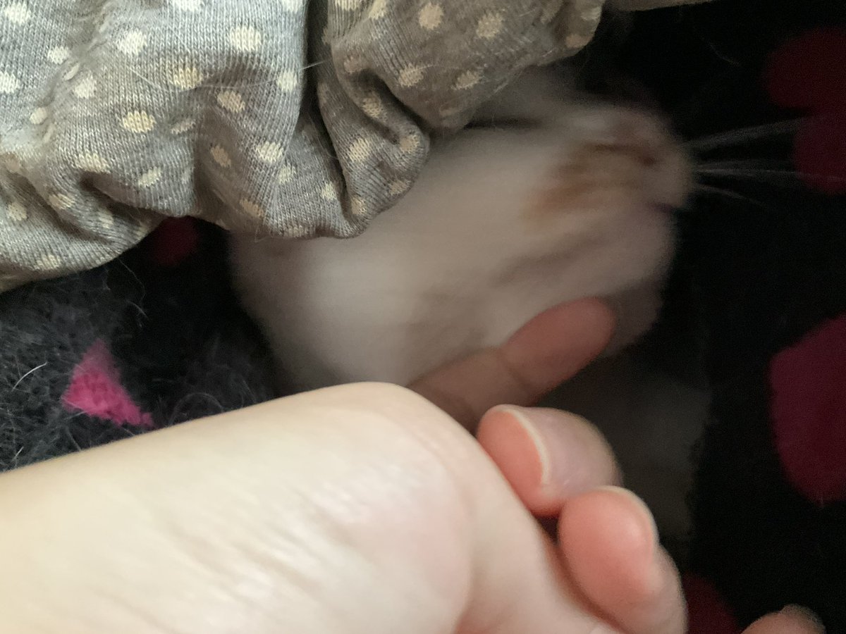 Post by うぐ🍙 on X: 朝ねこ