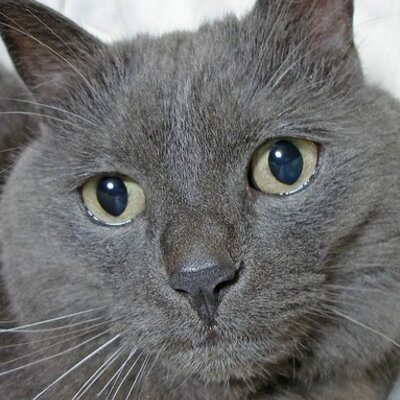 にゃんた (@nyanta8355) / Posts / X