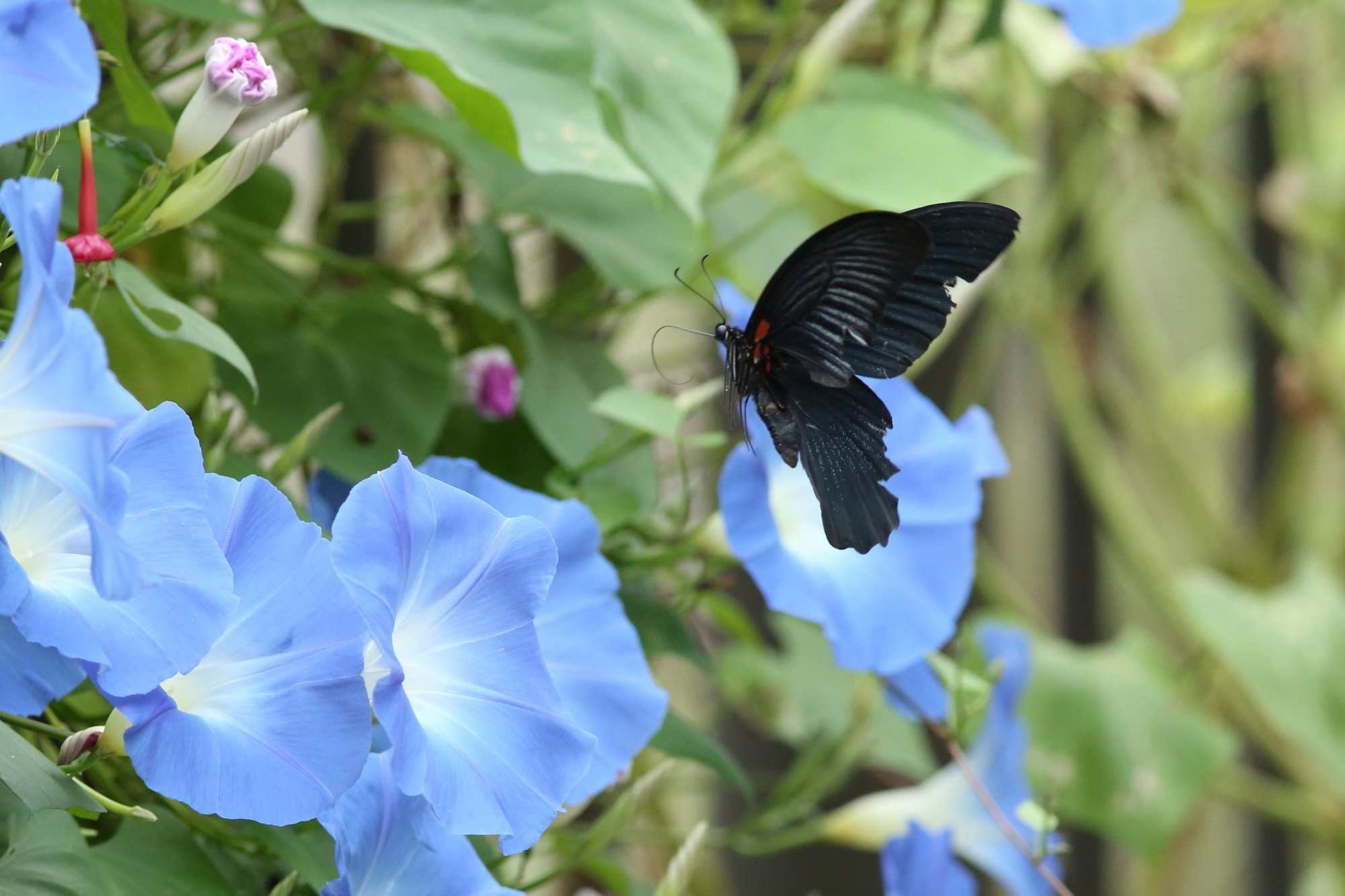 アサガオにきたナガサキアゲハなど（千葉県松戸市、20161022
