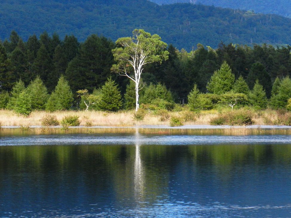 油彩日光戦場ヶ原の貴婦人