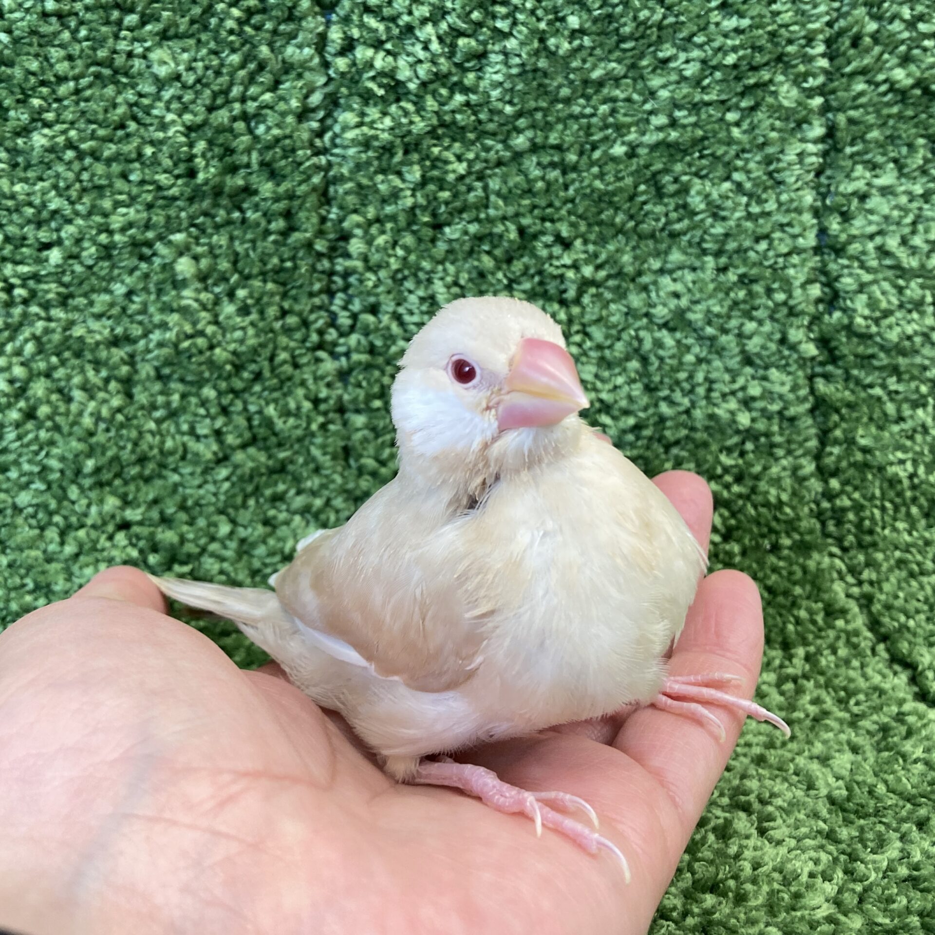 シナモン文鳥 | ペットフォレスト