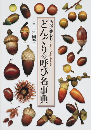 奥深いから大人がハマる！どんぐり拾い歴20年のサラリーマン著者が