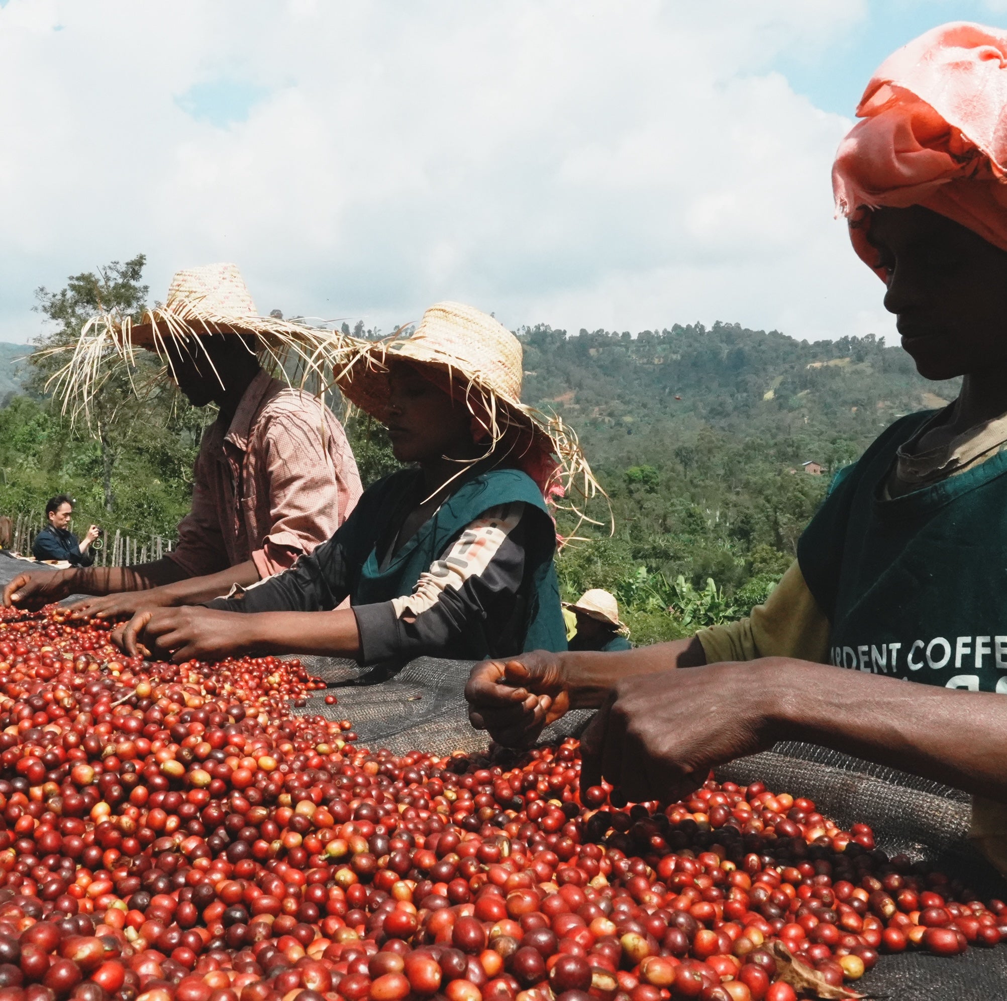 アーデント イディド ウォッシュト / エチオピア | コーヒー豆 | REC