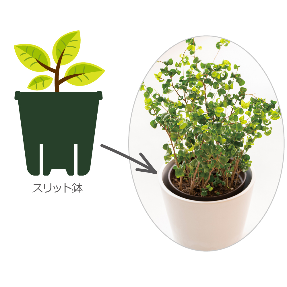 ボタニー ハイドポット 19型 | リッチェル公式ウェブショップ