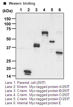 Anti-Myc-tag mAb-HRP-DirecT（Monoclonal, My3） | 抗体 | MBLライフ