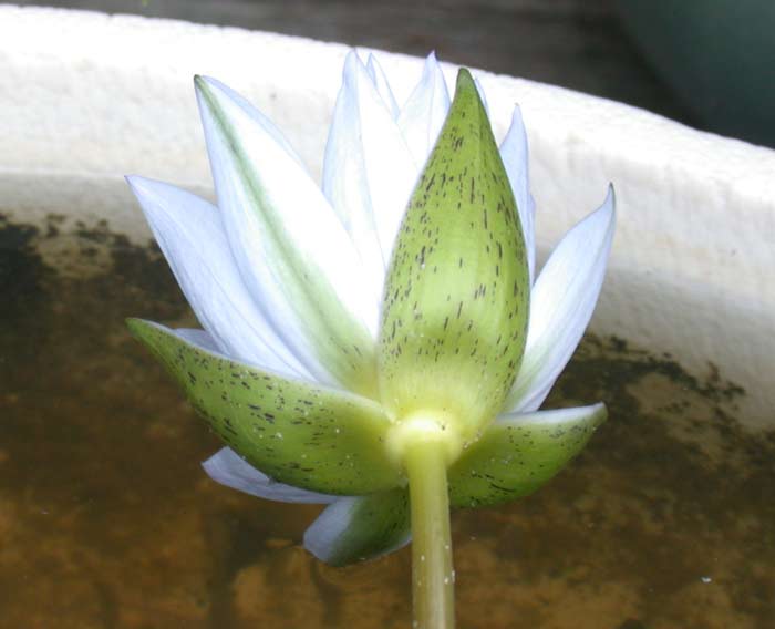 熱帯種 スイレン 睡蓮 ミセス.エドワード.ホワイタッカー【レヨン