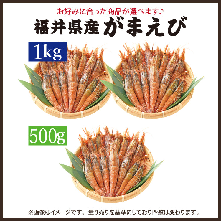 日本海産 がらえび ガラエビ 生食用 500g～1kg ｜ 福井県越前市の魚屋