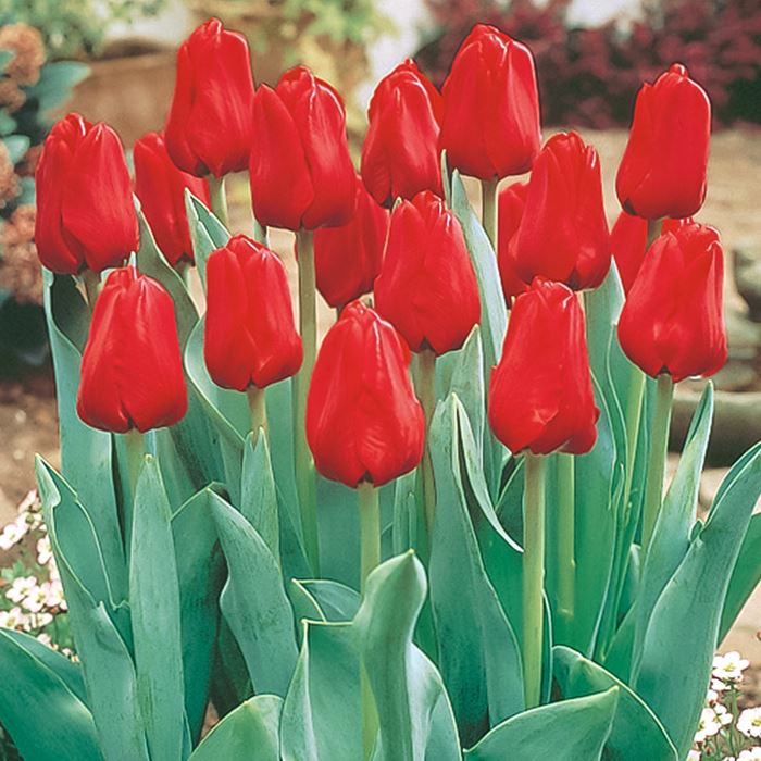 チューリップ 赤色種｜種（タネ）,球根,苗,資材,ガーデニンググッズの