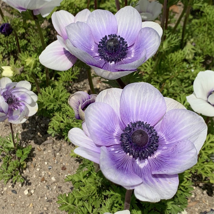 アネモネ デカン ブルー＆ホワイト｜種（タネ）,球根,苗,資材