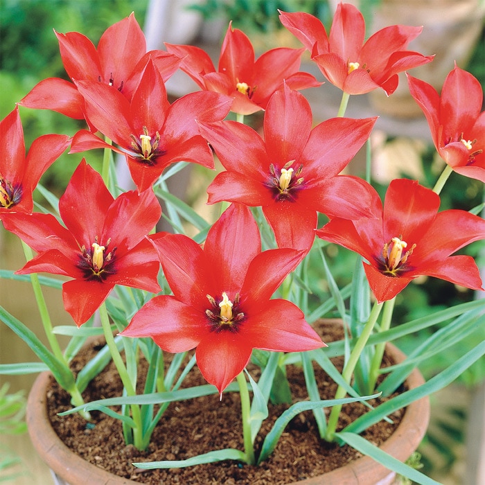 チューリップ mix & match チェリー｜種（タネ）,球根,苗,資材