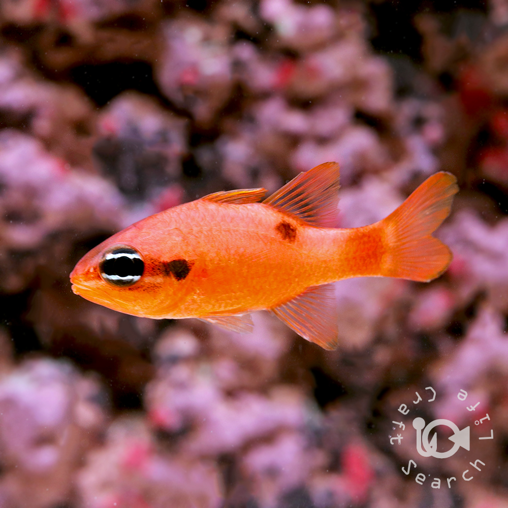 フレームカージナル - 海水魚・小型水槽・人工ライブロック通販