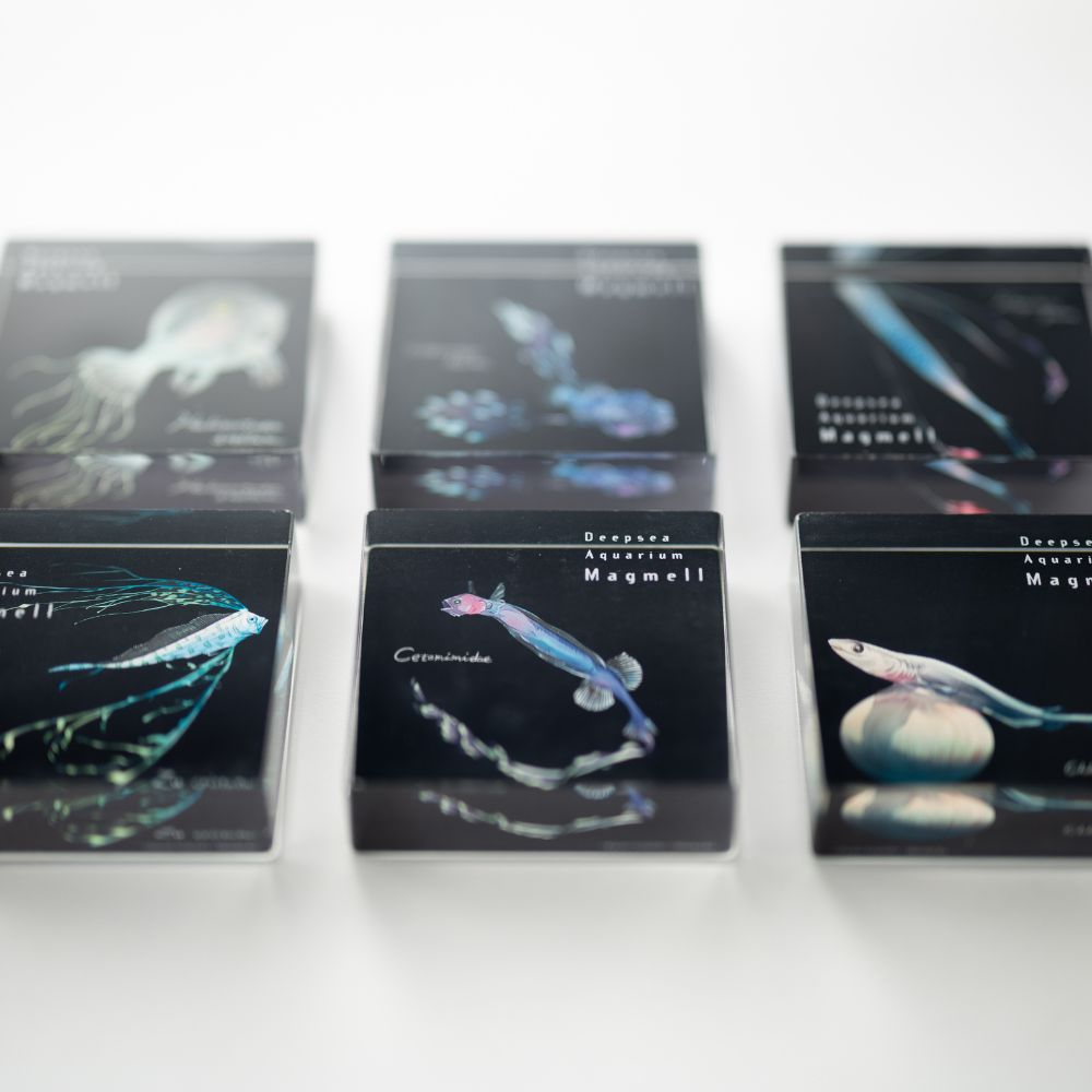 マグメル深海水族館』深海幼魚アクリルブロック（アカグツ） – 新潮