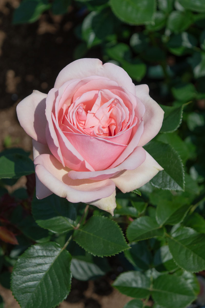 アフロディーテ ｜バラ苗の通販の篠宮バラ園