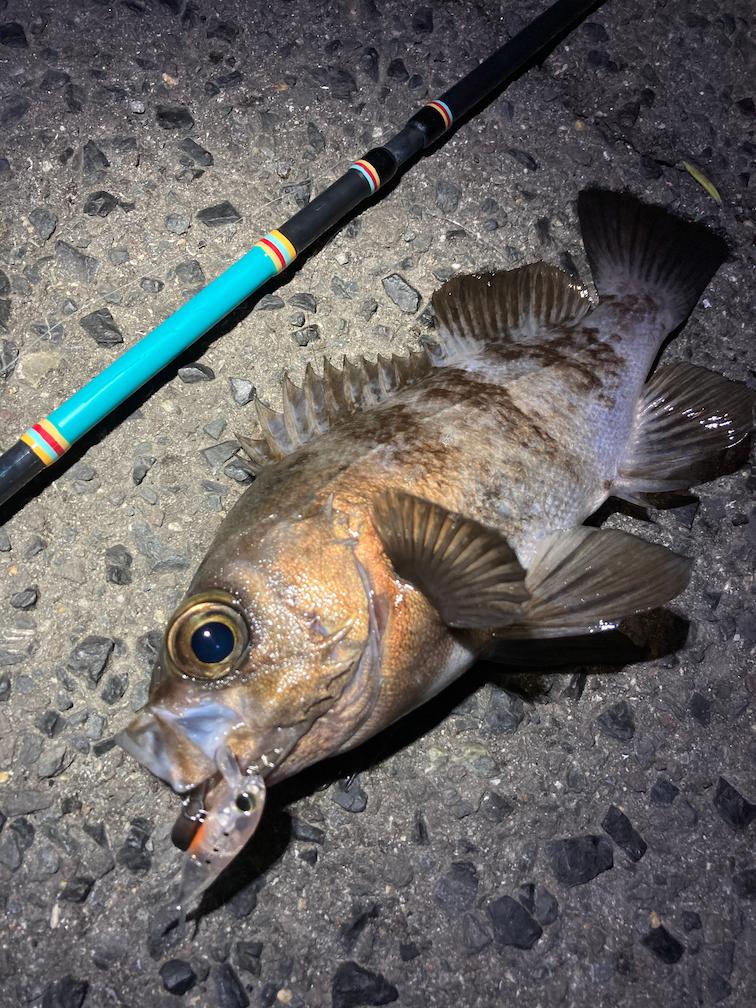 4ピースとは思えない高性能！フィンチ「AZORES77」一年使用レビュー