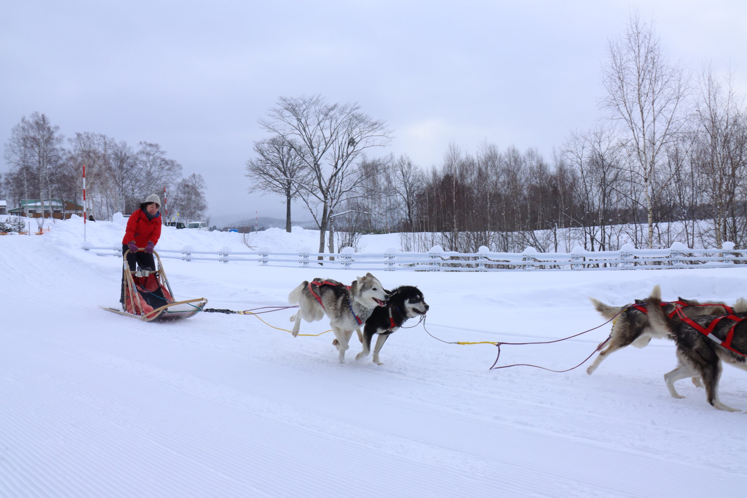 白銀の大地を犬たちと進む。上川町犬ぞり体験記。 – スロウ日和｜心が