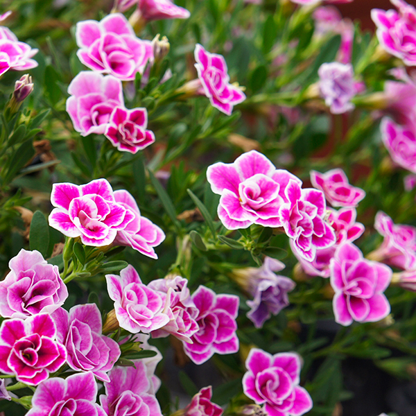 PW公式オンラインストア / スーパーベル(R) ダブルピンクリップル