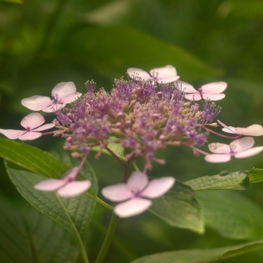 Hexar 75mm F4.5 コニカの優秀中判カメラ 銘レンズ❗️の改造レンズ