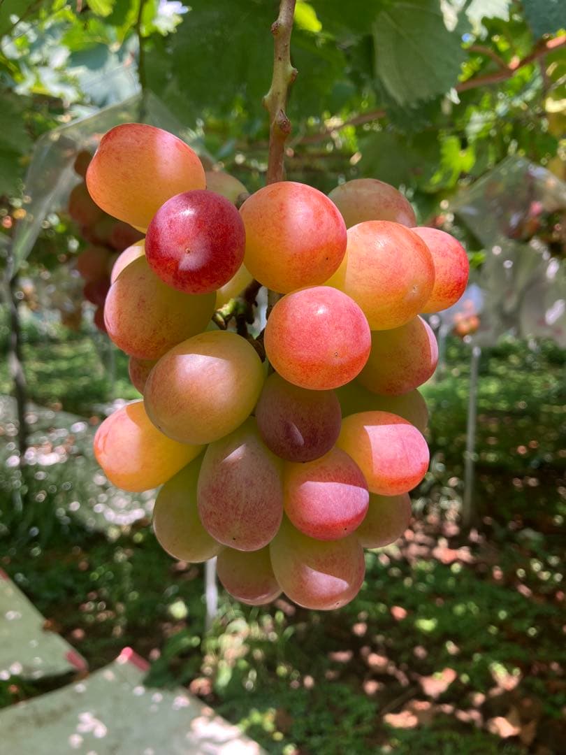 あんこ様専用2k箱×2(サンシャインレッド)