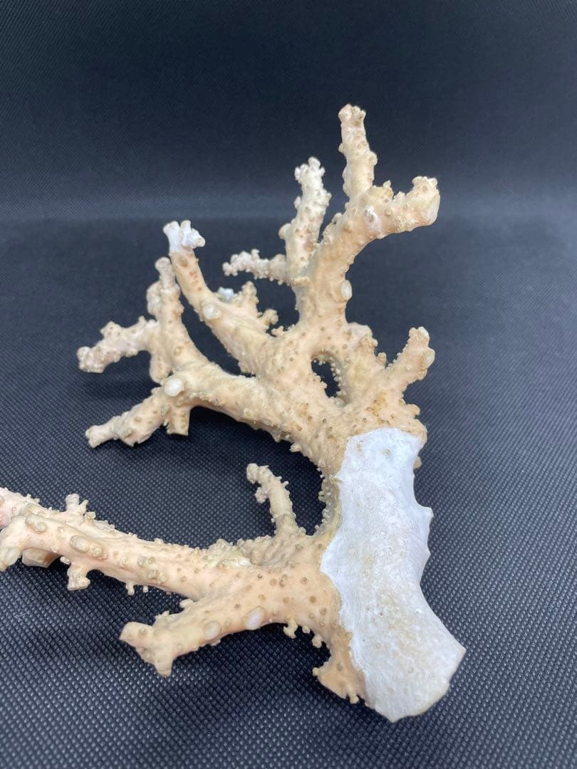 珊瑚原木 楽天市場】日本 高知産血赤珊瑚 原木 拝見 置物 素材 枝 パーツ 宝石