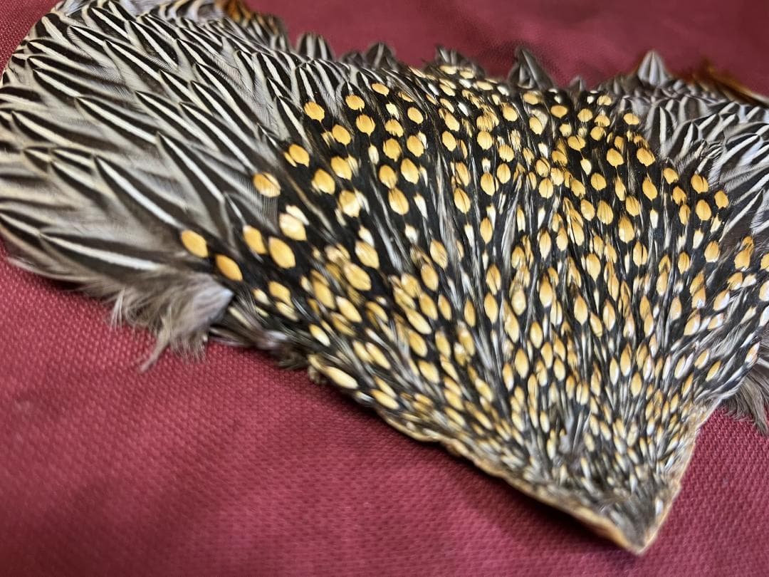 ジャングルコック - メルカリ