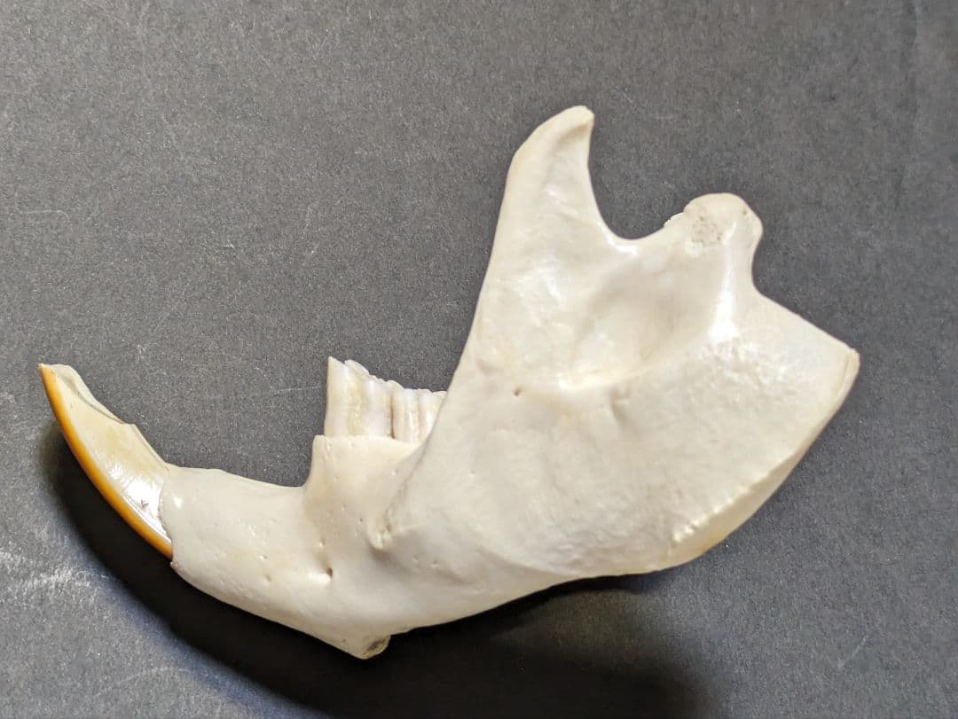 頭骨標本　アメリカビーバー