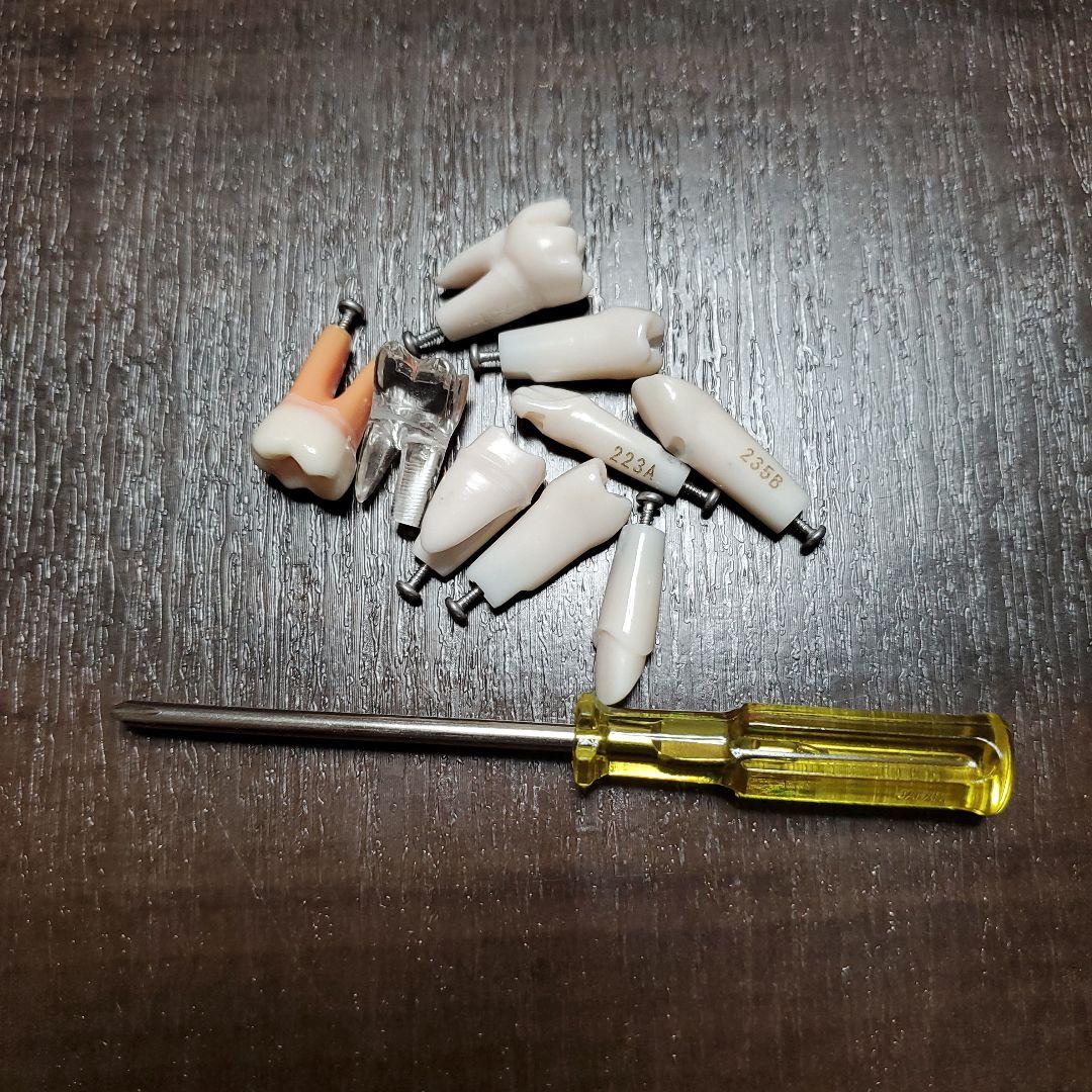 【ニッシン】 歯科模型 頬粘膜 歯科衛生士 NISSIN デンタルモデル