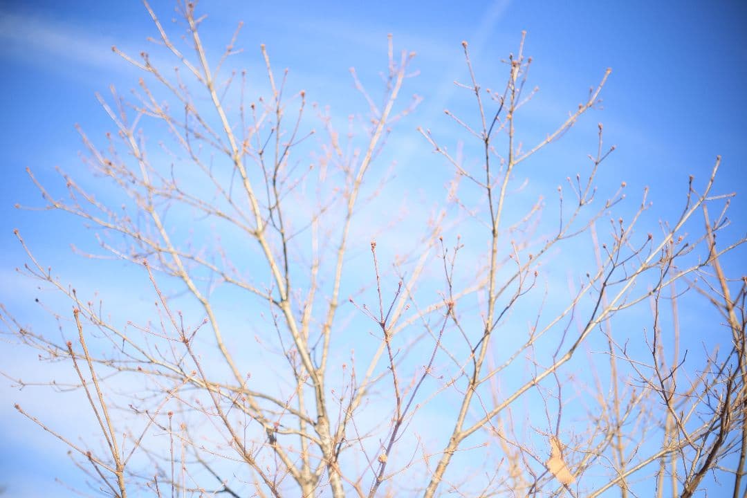 《希少》CANON FL 55mm F1.2 【光学美品】