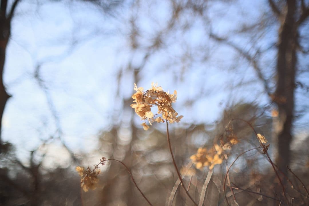 《希少》CANON FL 55mm F1.2 【光学美品】