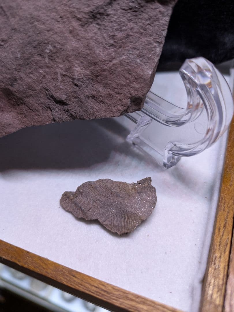 博物館級 三葉虫 群生 化石 標本 地学