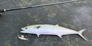 新潟東港】2025年春開幕！サワラ釣れてます！ショアジギング25.4.1